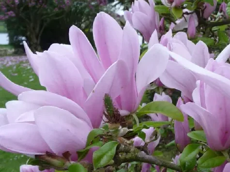 Magnolia in cultivars - 40-50 cm diverse culori - imagine 1