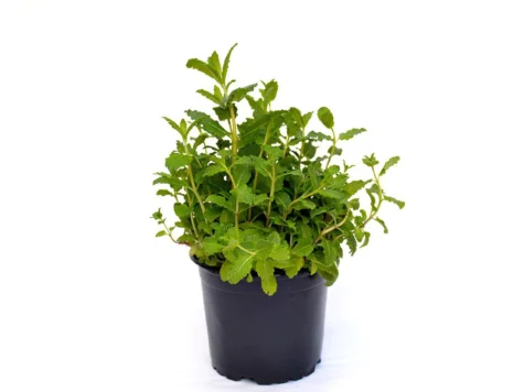 Mentă P17 - imagine 2