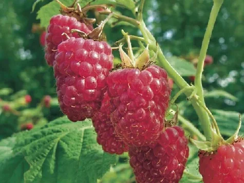 Zmeur balot, soi roșu - imagine 1