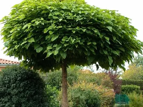 Catalpa Bungei - imagine 1