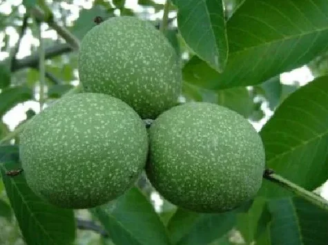 Nuc balot, soi Kogălniceanu