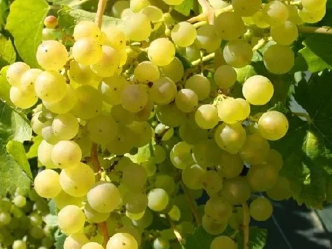 Viță de vie balot, soi Chasselas (Ceasla) - imagine 1