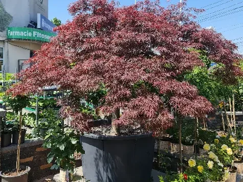 Acer Palmatum dissectum Garnet clt 400 1/2 fusto - imagine 2