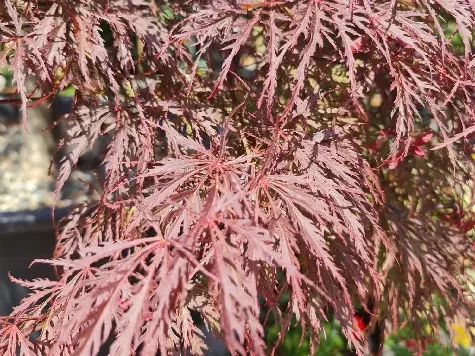 Acer Palmatum dissectum Garnet clt 400 1/2 fusto - imagine 3