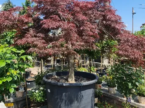 Acer Palmatum dissectum Garnet clt 400 1/2 fusto - imagine 1