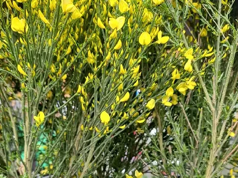 CYTISUS PRAECOX "ALLGOLD" 7.5L - imagine 1