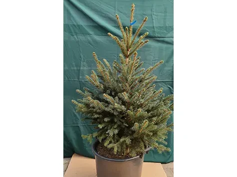 Picea Pungens cu balot 60/80CM (fără ghiveci) - imagine 1