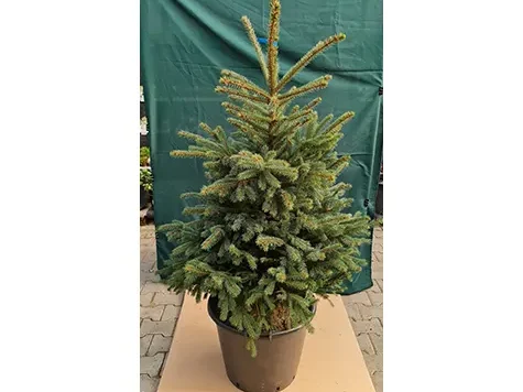 Picea Pungens cu balot 80/100CM (fără ghiveci) - imagine 1