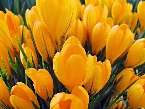 Brândușe - Crocus Golden Yellow - 10 bulbi - imagine 1