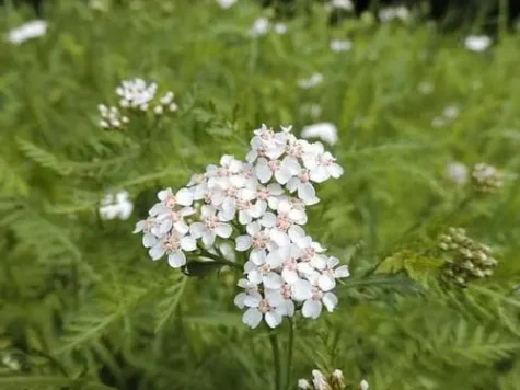 Achillea millefolium P 12 ghiv 2L - imagine 1