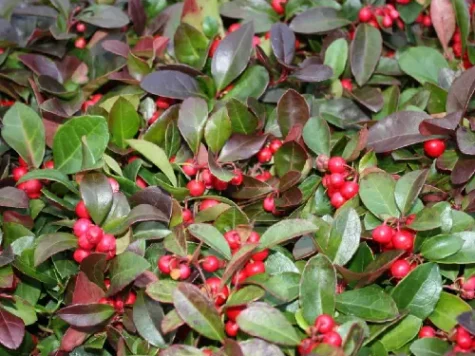 Gaultheria procumbens BIG BERRY Ghiveci metalic - imagine 2