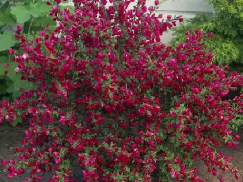 Cytisus Boskoop Ruby 30-40 CM - imagine 1