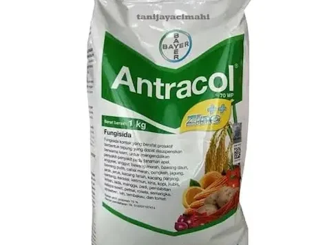 Fungicid - Antracol 70 WP 1 kg - imagine 1