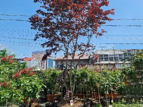 Acer Bloodgood C500 500cm Solitair - imagine 1