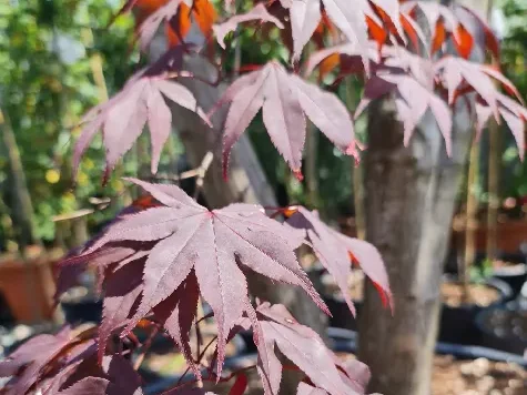 Acer Bloodgood C500 500cm Solitair - imagine 2