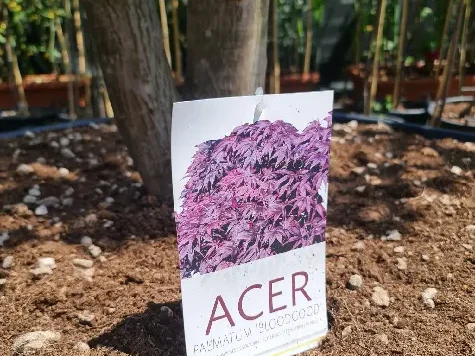 Acer Bloodgood C500 500cm Solitair - imagine 3