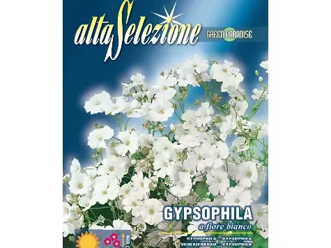 As flori - floarea miresei flori albe plic 1.5 g - imagine 1