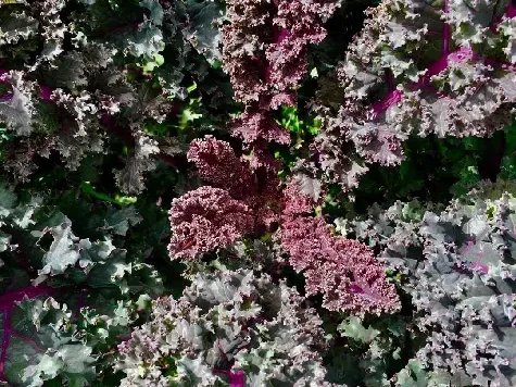 Brassica oleracea acephala - kale - curly scarlet am - imagine 1