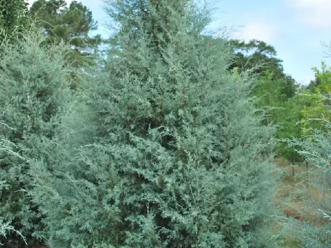 Cupressocyparis arizonica HU - imagine 1