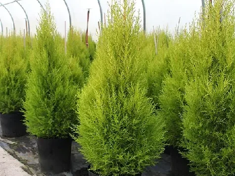 Cupressocyparis goldcrest GR - imagine 1