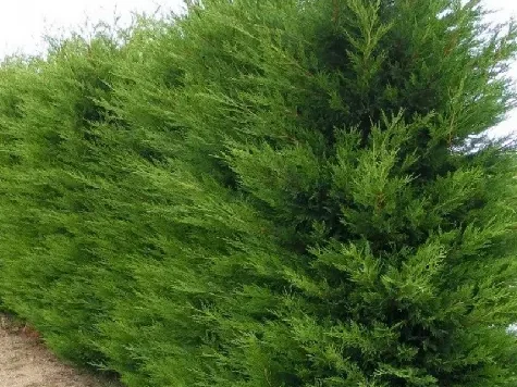 Cupressocyparis leylandii 175-200 cm - imagine 1