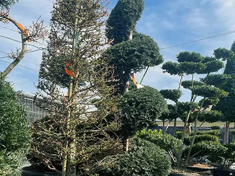 Cupressocyparis leylandii spirala - imagine 1