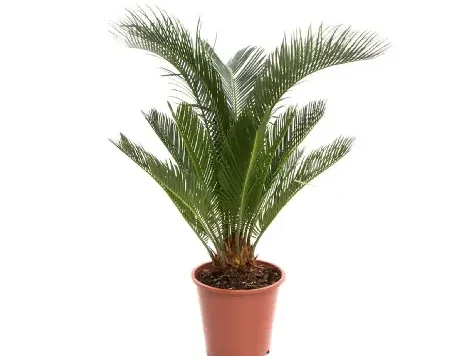 Cycas Revoluta 65 CM Holland - imagine 1