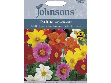 Dahlia mignon mix am - imagine 1