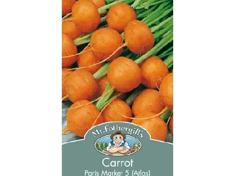 Daucus carota atlas am - imagine 1