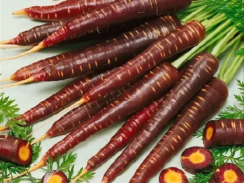Daucus carota purple haze am - imagine 1