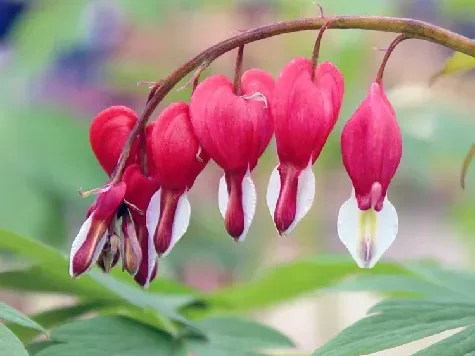 Dicentra in cultivars - p11 - imagine 1