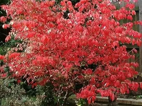 Euonymus europaeus red cascade - imagine 1