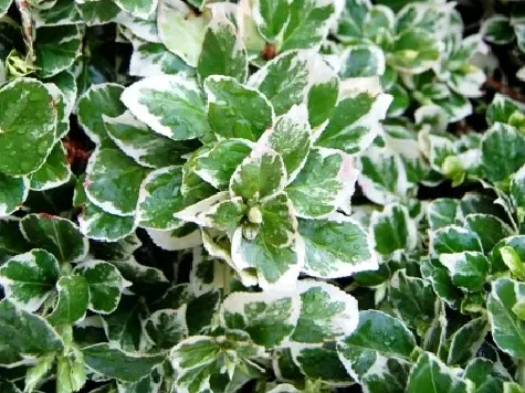 Euonymus fortunei emerald gaiety extra q - p17 15/+ cm - imagine 1