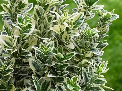 Euonymus in cultivars m. albovariegata - p13 15-20 cm - imagine 1
