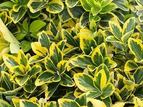 Euonymus in cultivars- marieke - p13 15-20 cm - imagine 1