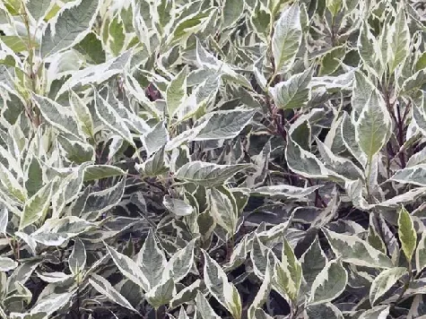 Euonymus japonica elegantisima - imagine 1