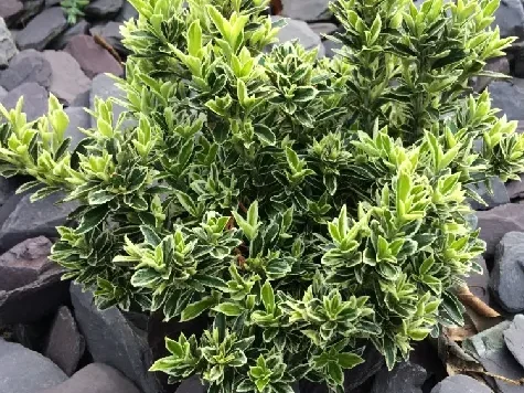 Euonymus japonica microphilla albovariegatus p17 20-25 cm - imagine 1