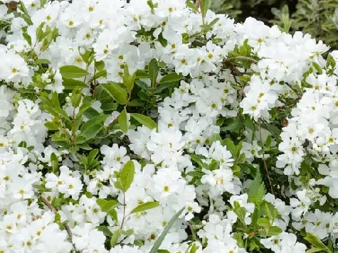Exochorda m. the bride - p26 80-100 cm - imagine 1