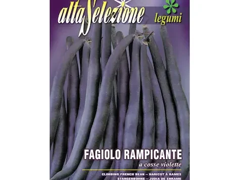 Fasole urcatoare cosse violette - imagine 1