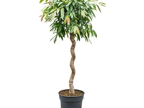 Ficus amstel king gr replantat * - imagine 1