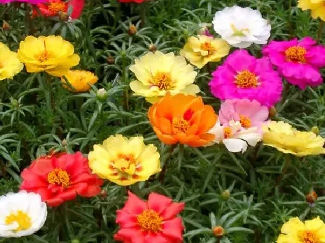 Floare de piatra - portulaca - basket p19 gr - imagine 1