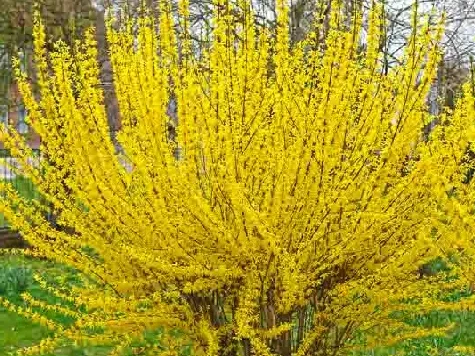 Forsythia intermedia spectabilis 150 CM ghiv 100 L - imagine 1