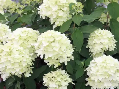 Hortensie Hydrangea paniculata Limelight C2 P17 - imagine 1