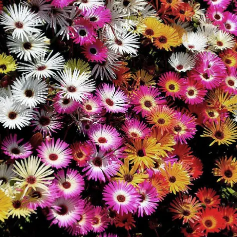 Mesembryanthemum-p-21-gr