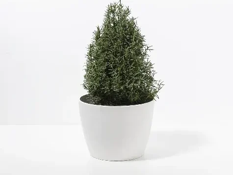 Rozmarin Copăcel 60 CM Stem P18