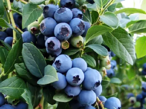 Afin - vaccinium corymbosum ama p19 40-50 cm - imagine 1