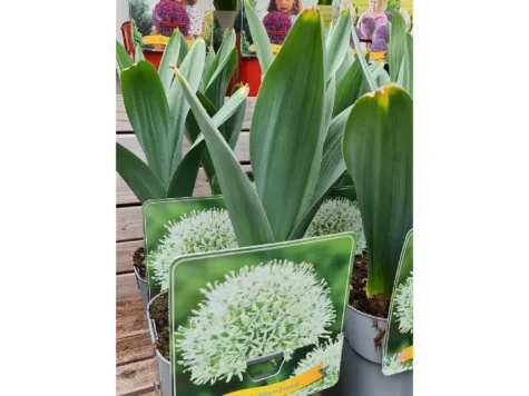 Ceapă decorativă Allium Mount Everest C5 P23 - imagine 1