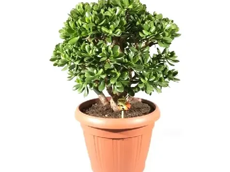 Arbore de jad - crassula p 15 - imagine 1