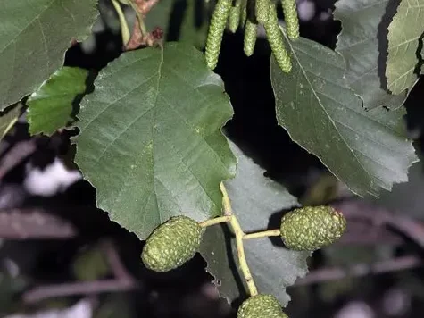 Arin negru - ghiveci 2 l - alnus glutinosa - imagine 1