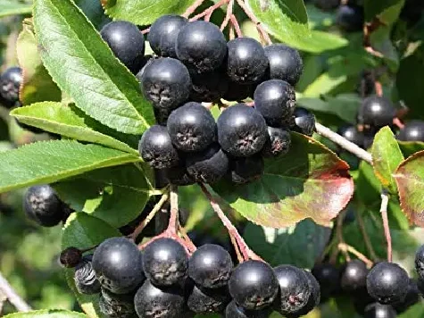 Aronia prunifolia nero - p17 - imagine 1
